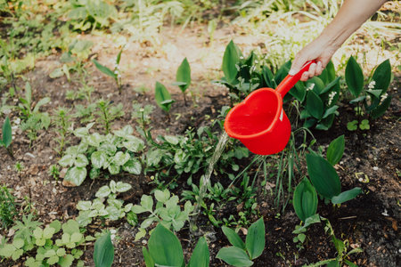 close-up hand watering flowers with a ladle in the garden.の写真素材