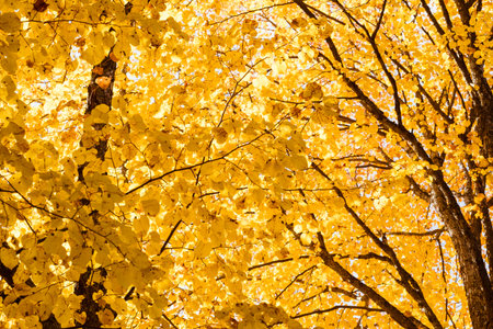 leaves yellow on the crowns of trees, background
