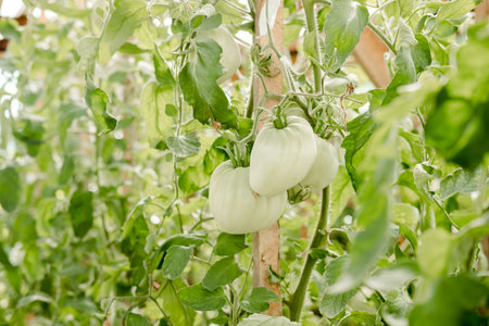 big green tomatoes grow in a greenhouse. Harvest tomatoes in the gardenの写真素材