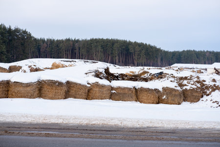 haystacks in the winter on the snow on the farm, against the backdrop of the forest