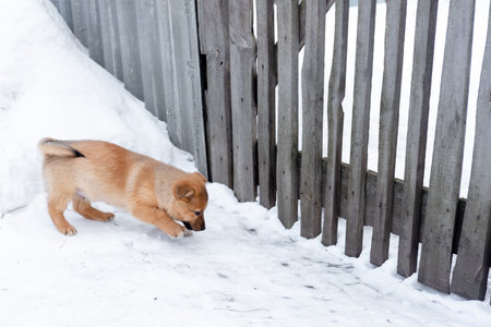a small red puppy guards the yard by the fence. dog home protectionの写真素材