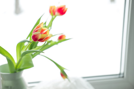bouquet of tulips on the windowsill, close-up, on a white backgroundの写真素材