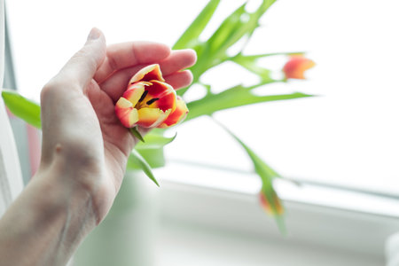 bouquet of tulips on the windowsill, close-up, on a white backgroundの写真素材