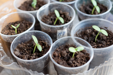 seedlings with pepper at home, on the table, home seedlings on the table. Preparing for the summer season in the gardenの写真素材