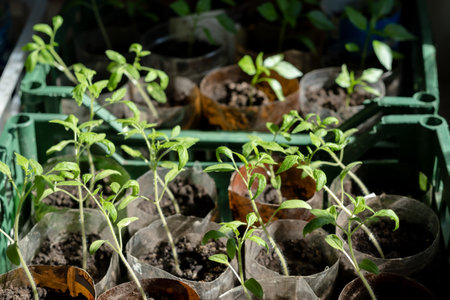 seedlings with tomatoes at home, on the table, home seedlings on the table. Preparing for the summer season in the gardenの写真素材