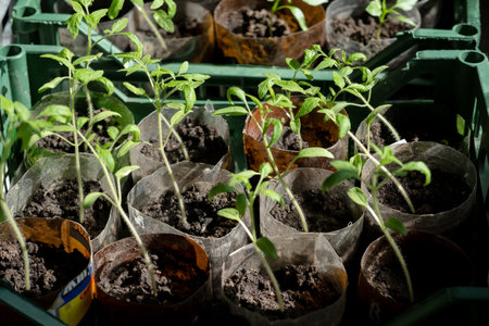 seedlings with tomatoes at home, on the table, home seedlings on the table. Preparing for the summer season in the gardenの写真素材