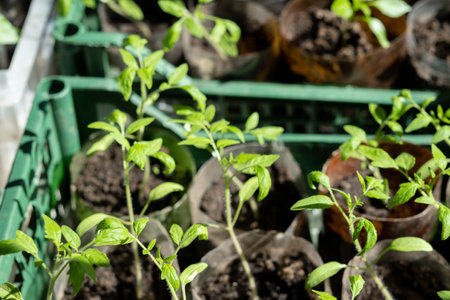 seedlings with tomatoes at home, on the table, home seedlings on the table. Preparing for the summer season in the gardenの写真素材