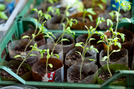 seedlings with tomatoes at home, on the table, home seedlings on the table. Preparing for the summer season in the gardenの写真素材