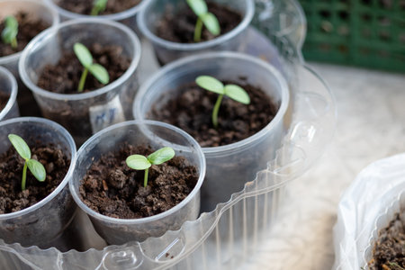 seedlings with pepper at home, on the table, home seedlings on the table. Preparing for the summer season in the gardenの写真素材