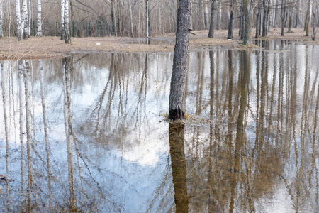 reflection of a tree in a city pond. View of the pond in the park.の写真素材