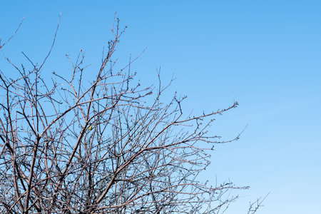 cherry tree branches against the sky, copy space