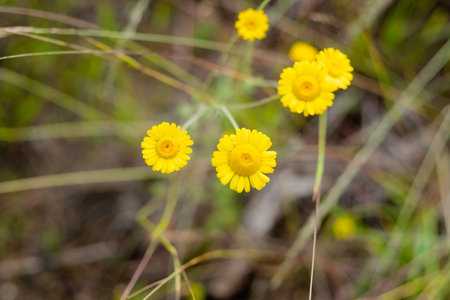coleostefus myconis close-up. yellow wildflowers top viewの写真素材