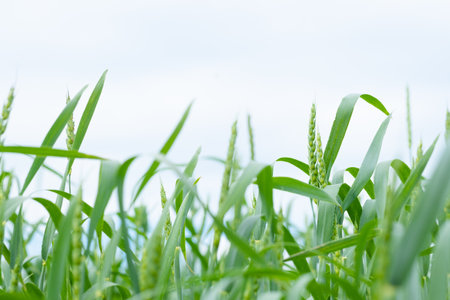 An image of a field of wheat. Close-up view of fresh ears of young green wheat.の写真素材