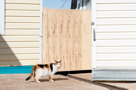 multi-colored and fluffy cat sits on the street, copy spaceの写真素材
