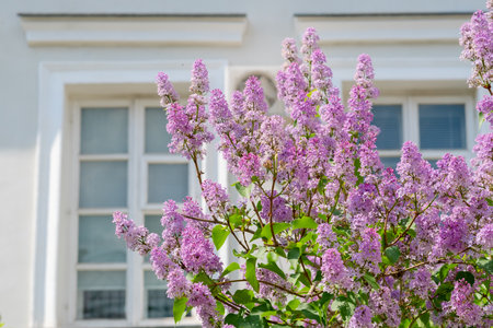 Spring lilac flowers with old wooden window and white cement wall at homeの写真素材