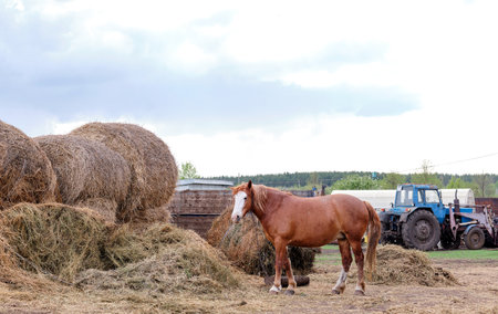 beautiful rustic red horse eats hay on the background of a tractor, in the backyardの写真素材