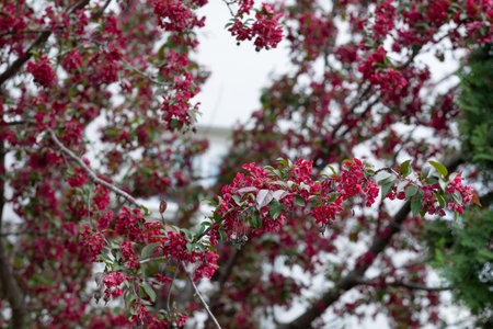 decorative apple tree with red flowers during flowering, close-upの写真素材