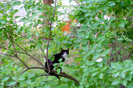 A black cat with green eyes sits on a tree branch on the street and looks at the cameraの写真素材