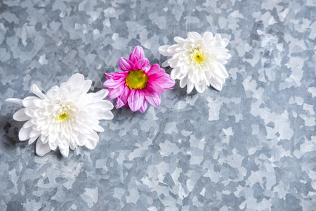 buds of white and pink chrysanthemum close-up on iron background, copy spaceの写真素材