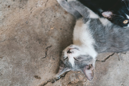gray kitten lies on the gray floor. The kitten sleeps on the concrete floor. A cute gray and white cat is resting. Day of cats.の写真素材