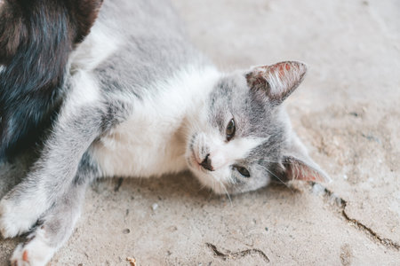 gray kitten lies on the gray floor. The kitten sleeps on the concrete floor. A cute gray and white cat is resting. Day of cats.の写真素材