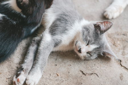 gray kitten lies on the gray floor. The kitten sleeps on the concrete floor. A cute gray and white cat is resting. Day of cats.の写真素材