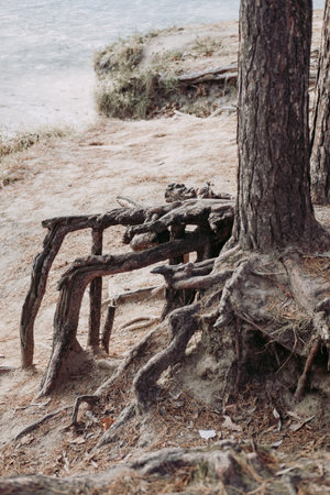 huge roots of large trees. The roots were eaten by the lake. Unusual treesの写真素材