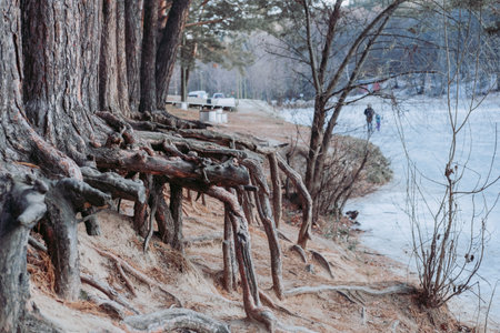 huge roots of large trees. The roots were eaten by the lake. Unusual treesの写真素材