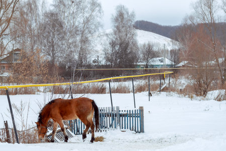 Red horse in free range against the backdrop of a winter forest and hills. Beautiful horse in the villageの写真素材