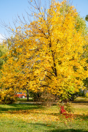 maple tree with yellow leaves in an autumn park on a sunny day.の写真素材