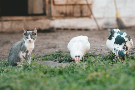 Street kitten and indo-duck in the backyard in the village. Pets in the countrysideの写真素材