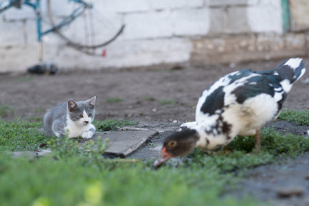 Street kitten and indo-duck in the backyard in the village. Pets in the countrysideの写真素材