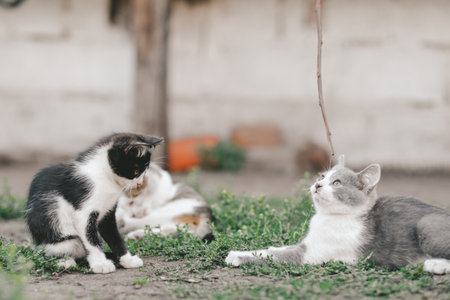 Best friends concept. Three kittens lie on the grass and relax in the backyard in the village....