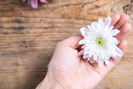 chrysanthemum bud in hands on a wooden background. Delicate frame with white flowersの写真素材