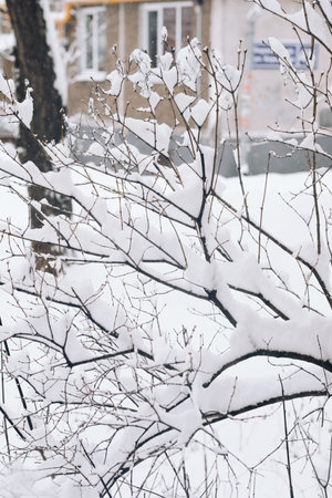 tree branch during snowfall, against the backdrop of the city, close-up