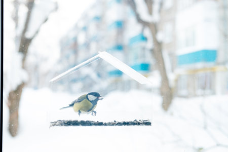 Tit flew up to the transparent feeder and eats the seeds. Wintering of birds in cold countries, In the cityの写真素材