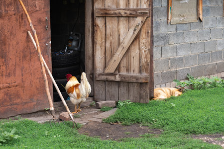 A beautiful white-red rooster with a red comb walks in the backyard, against the backdrop of a barn with an open gate. High quality photoの写真素材