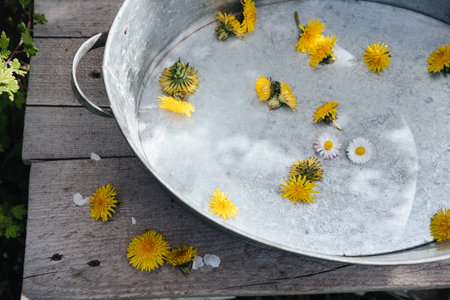 background of yellow dandelions on a metal basin, top view. Combination of colors and metalの写真素材