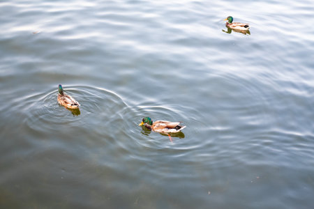 group of ducks swims on the lake in summer, top viewの写真素材