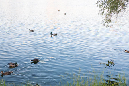 group of ducks swims on the lake in summer, top viewの写真素材