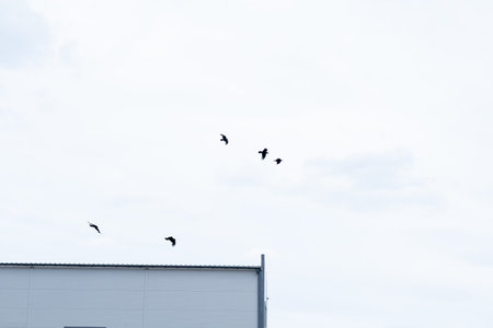 a flock of black crows in the sky, view from belowの写真素材