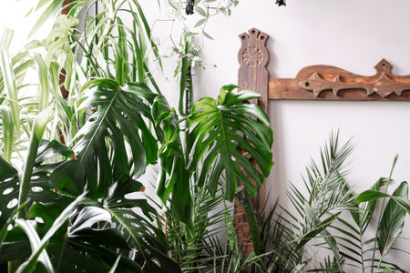 Home jungle of green plants and large monstera leavesの写真素材