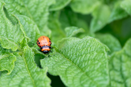 Colorado potato beetle larva on a large green potato leaf, close-upの写真素材