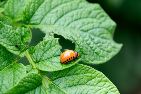 Colorado potato beetle larva on a large green potato leaf, close-upの写真素材