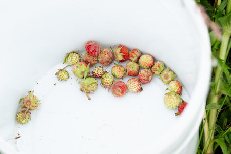 picked red wild berries in a white bucket, top view. Strawberry harvestの写真素材