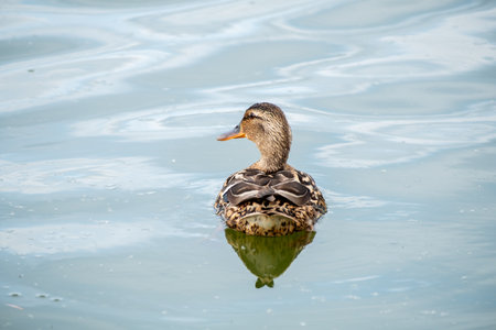 calm and brown duck swims on the waves on the pond, copy spaceの写真素材