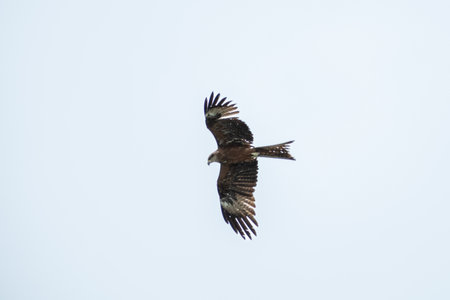 brown kite spreads its big wings and flies across the sky, view from belowの写真素材