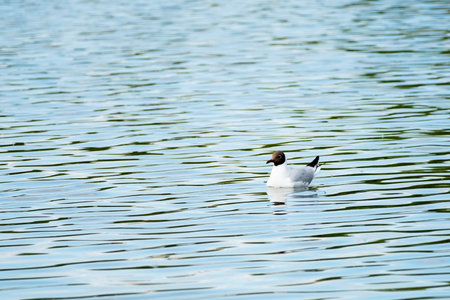 white seagull with black head swims in blue lake in summer, close upの写真素材