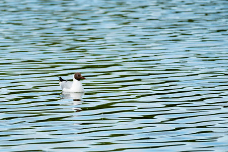 white seagull with black head swims in blue lake in summer, close upの写真素材