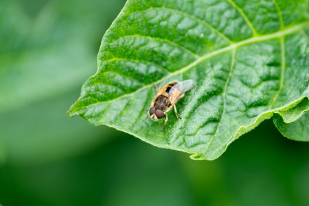 Eristalis pertinax on a green leaf, close-up. Bee-like insectの写真素材